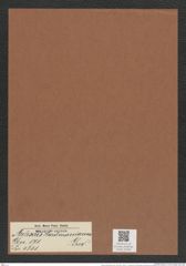 Auliscus hardmanianus Grev. (de-Toni-Nr.: Genus 171, Species 4341) Zeichnungen Sammlung Grunow Mappe 04304 (Herbarium_W_Grunow_drawings_Folder_04304)